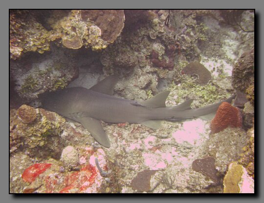 nurse shark